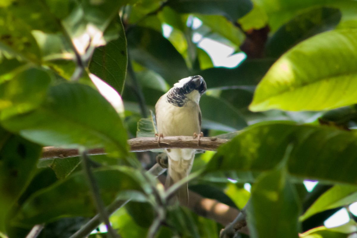 Eurasian Tree Sparrow - ML615420897