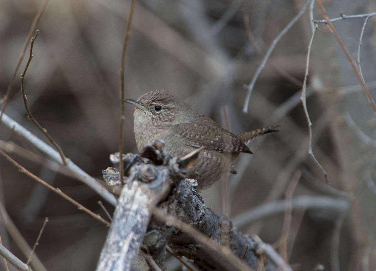 House Wren - ML615420930