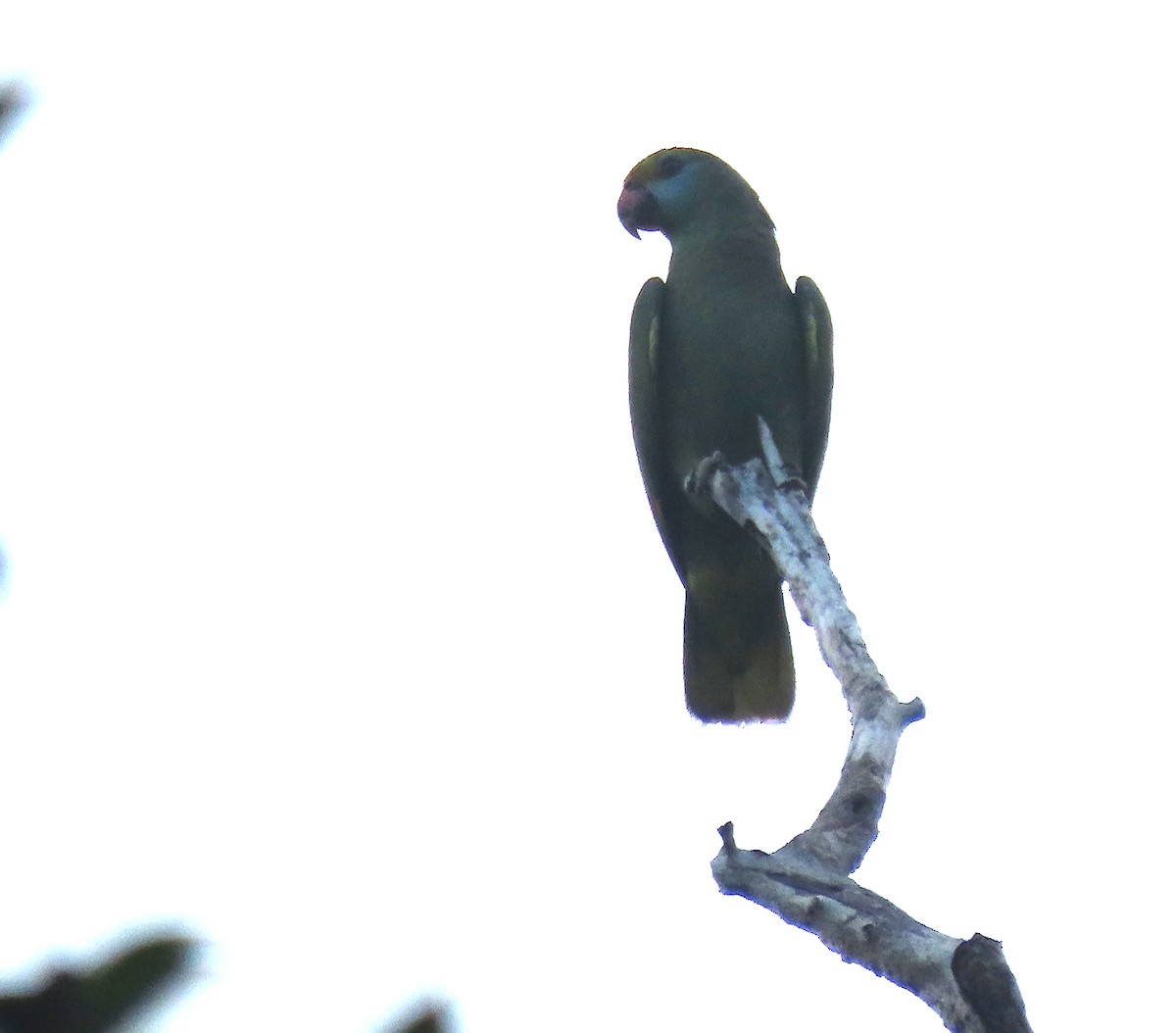 Blue-cheeked Amazon - ML615420933