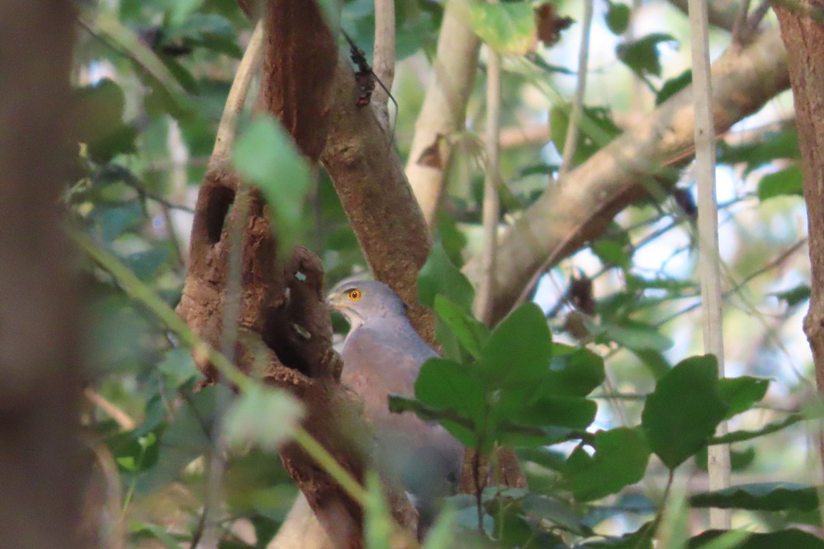 Яструб чубатий - ML615420944