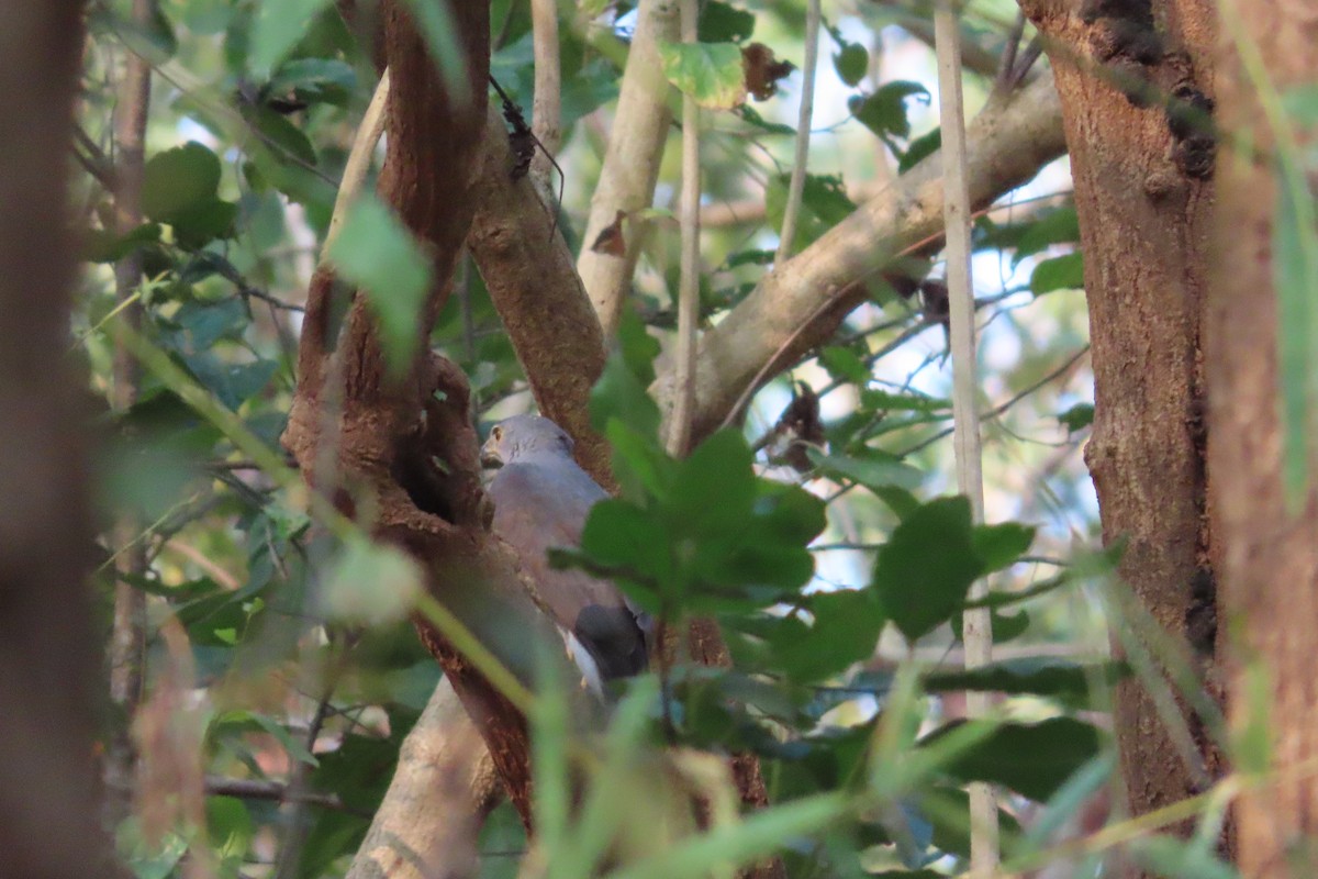 Яструб чубатий - ML615420946