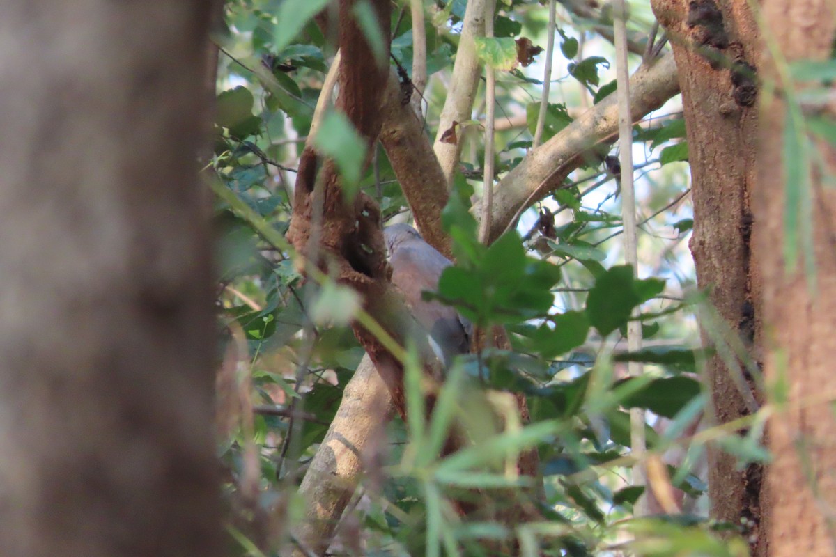 Яструб чубатий - ML615420947