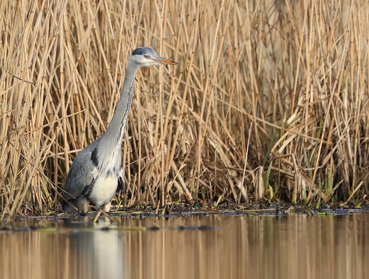 Gray Heron - Albert Noorlander