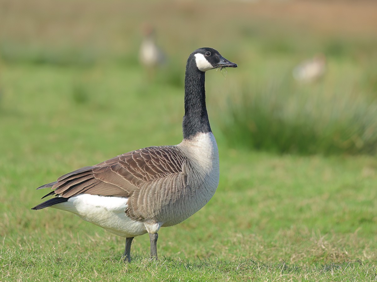 Canada Goose - Albert Noorlander