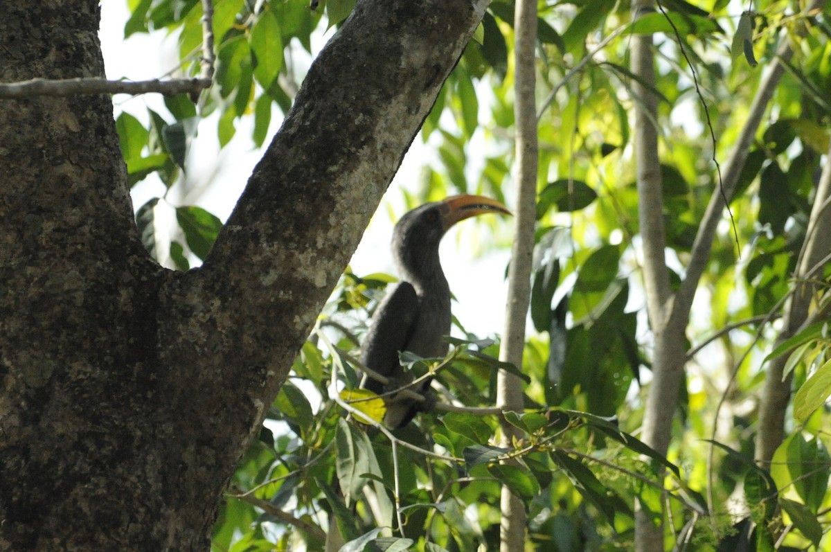 Malabar Gray Hornbill - ML615420980