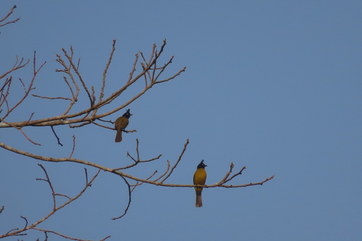 Bulbul à huppe noire - ML615420987