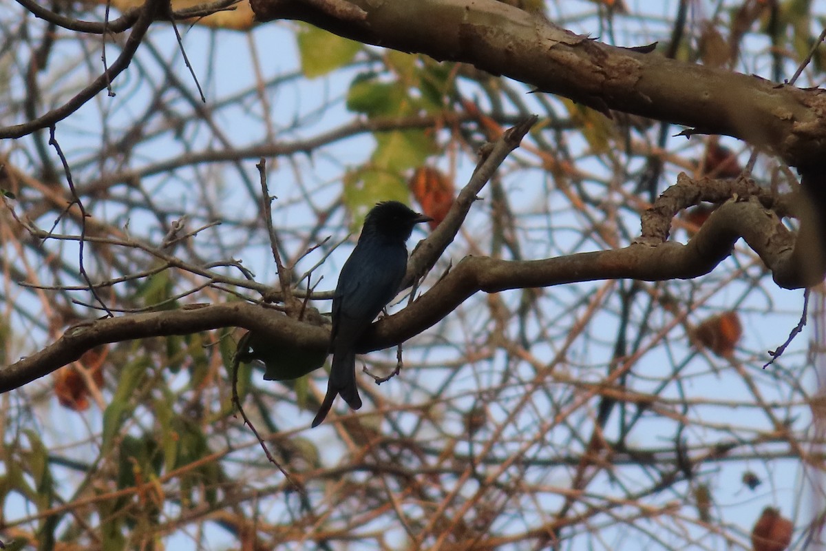 Drongo bronzé - ML615421020