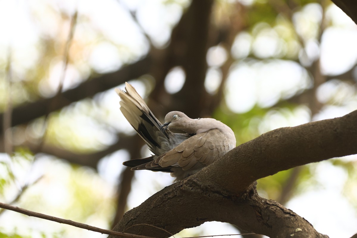 Eurasian Collared-Dove - Padma Gyalpo