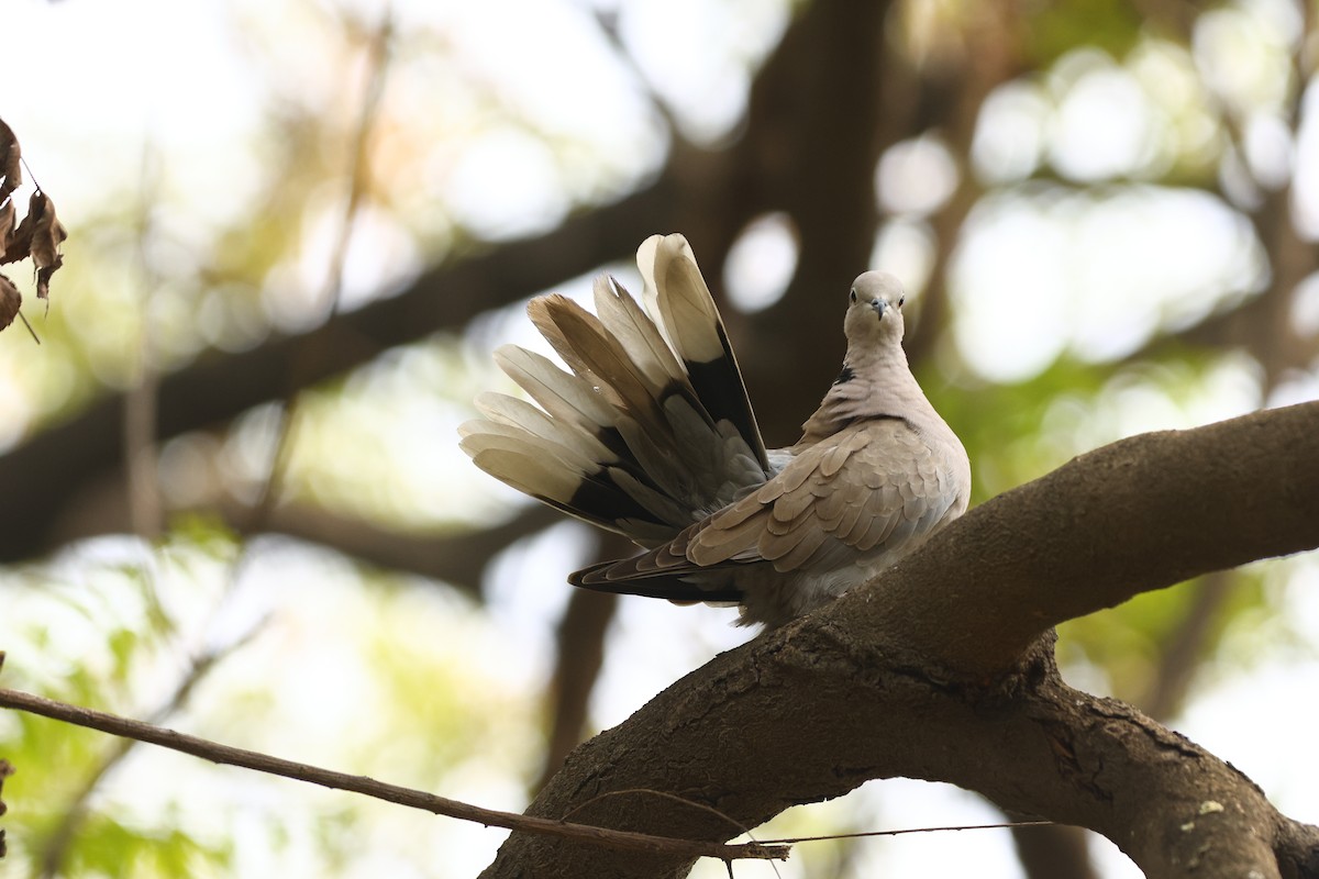Eurasian Collared-Dove - Padma Gyalpo
