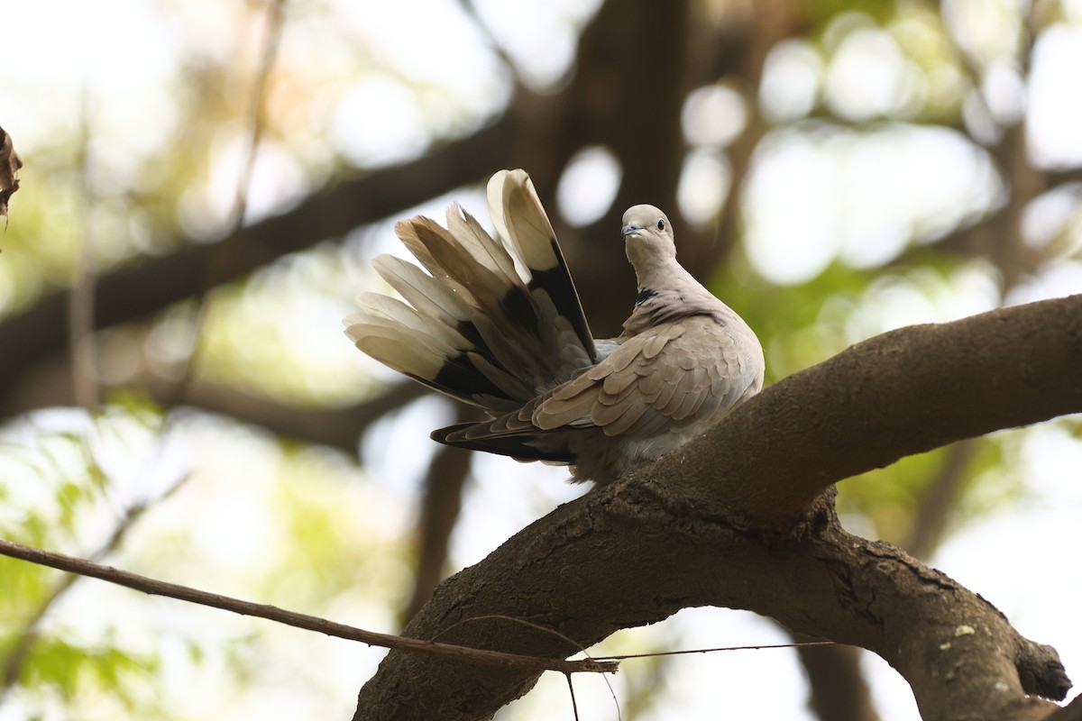 Eurasian Collared-Dove - Padma Gyalpo