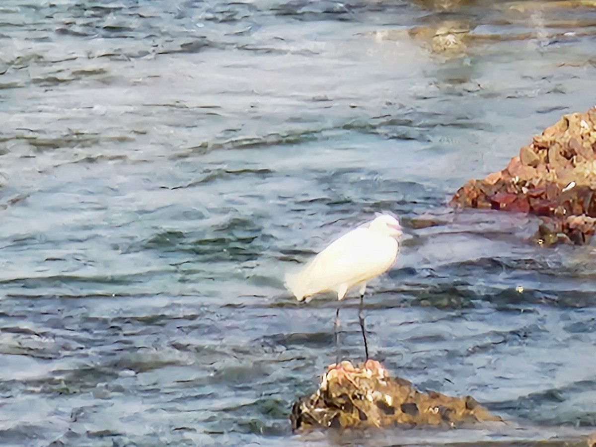 Little Egret - ML615421035