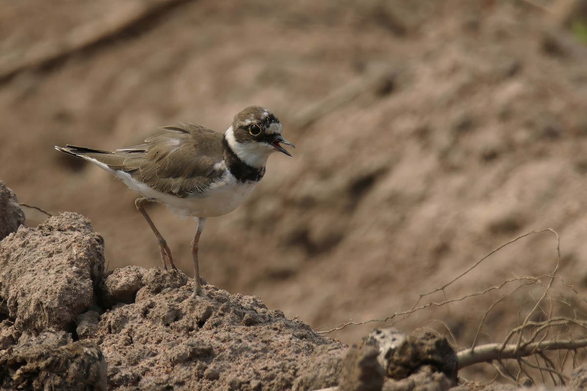 Little Ringed Plover (curonicus) - ML615421049