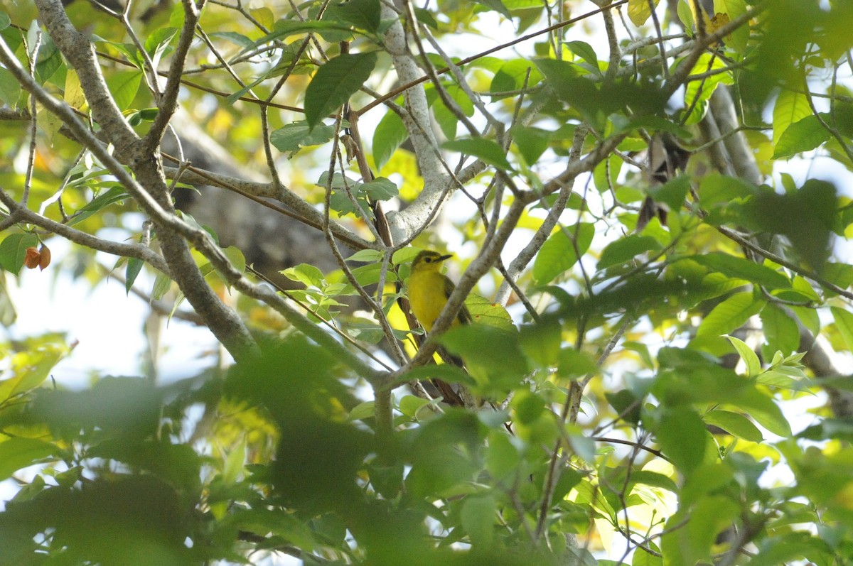 Bulbul à sourcils d'or - ML615421058