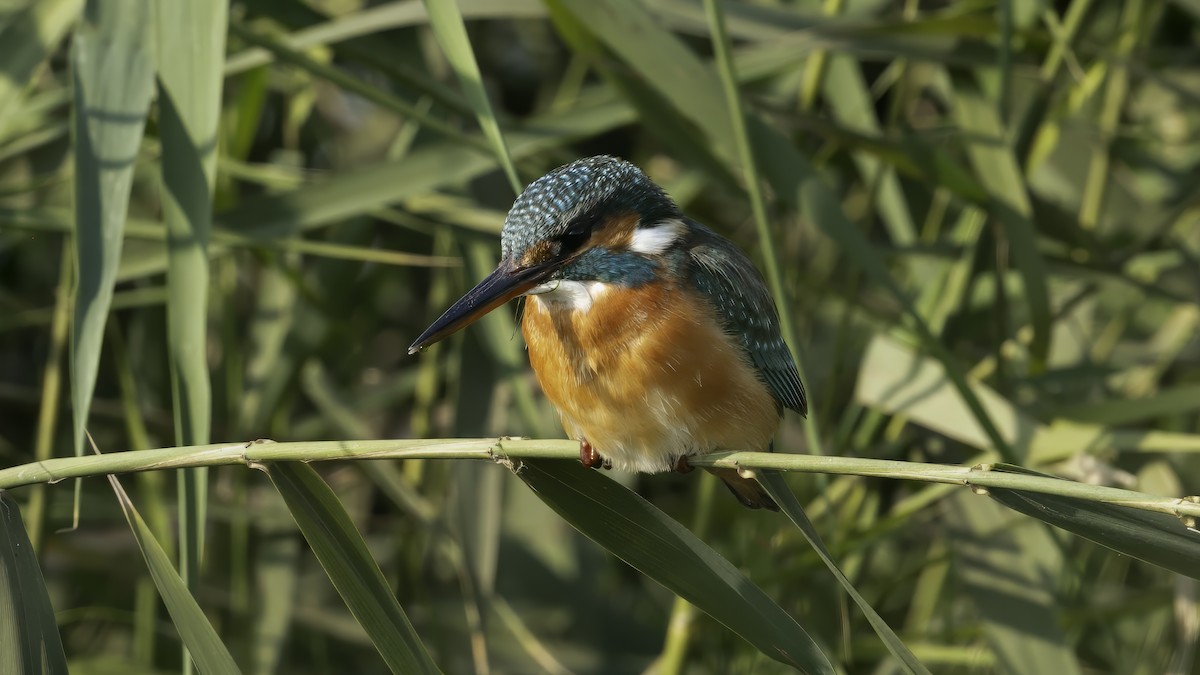 Common Kingfisher (Common) - ML615421061