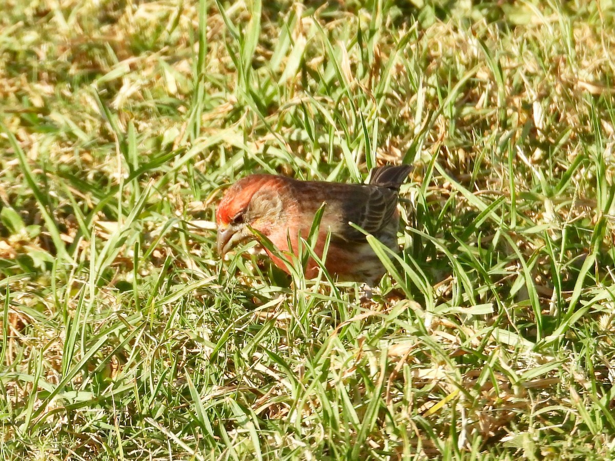 House Finch - ML615421066