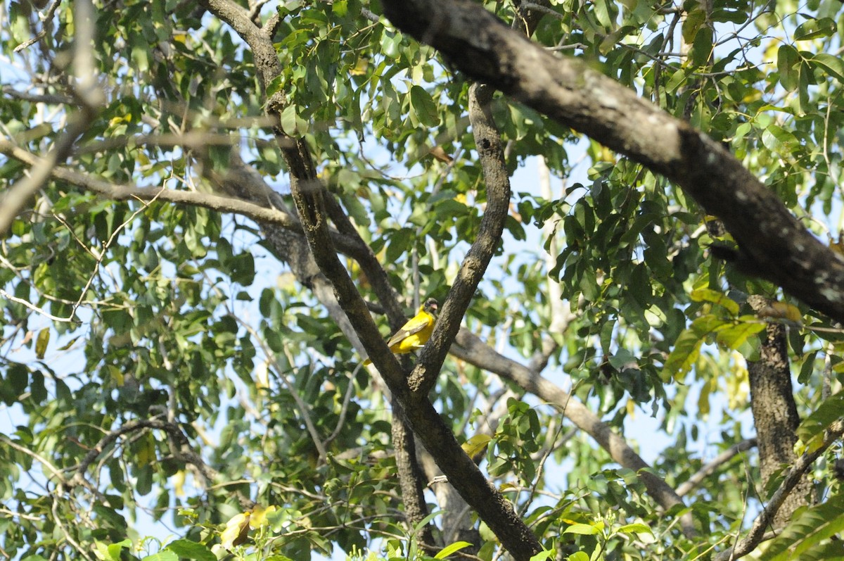 Black-hooded Oriole - ML615421068