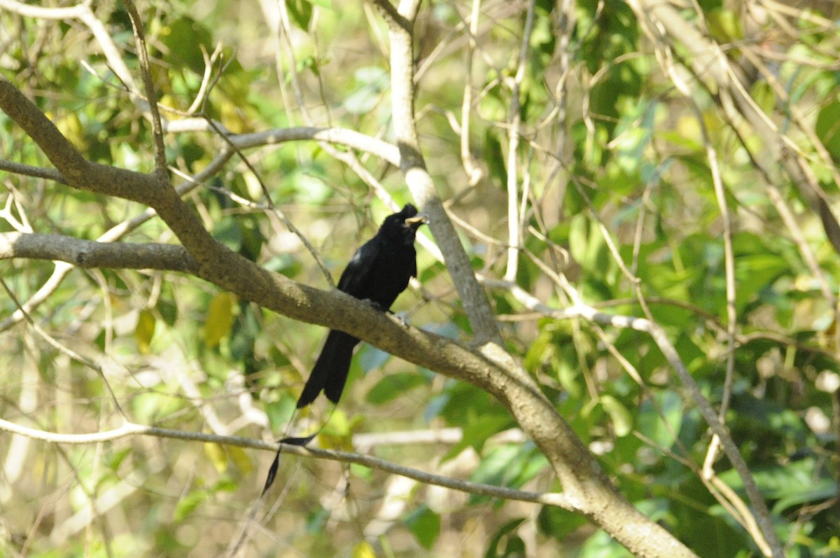 Greater Racket-tailed Drongo - ML615421076