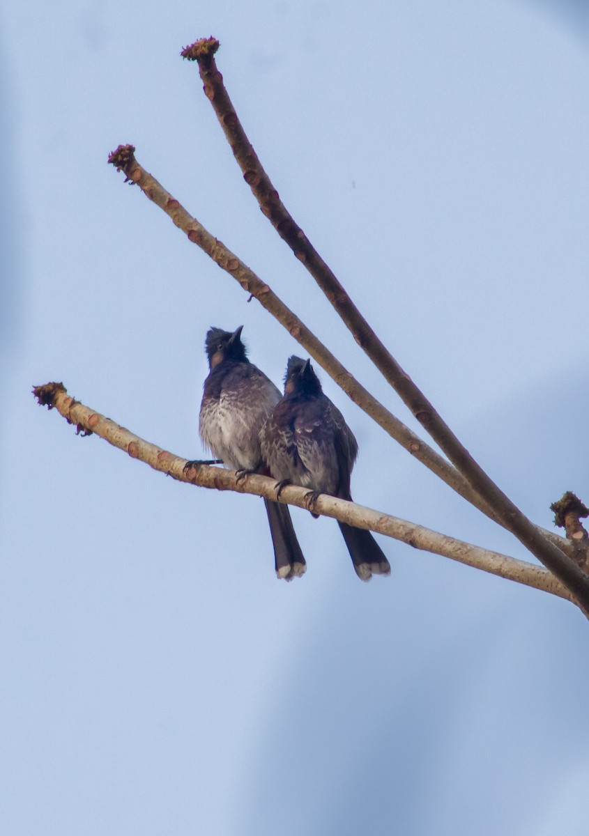 Red-vented Bulbul - ML615421110