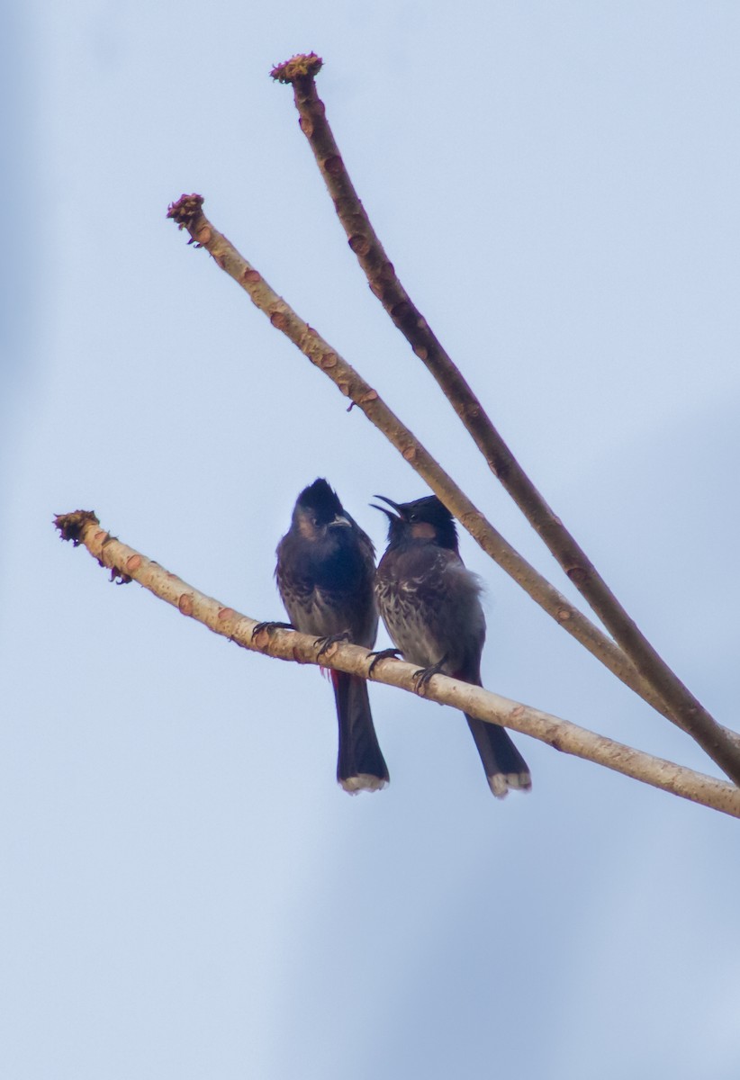 Red-vented Bulbul - ML615421111