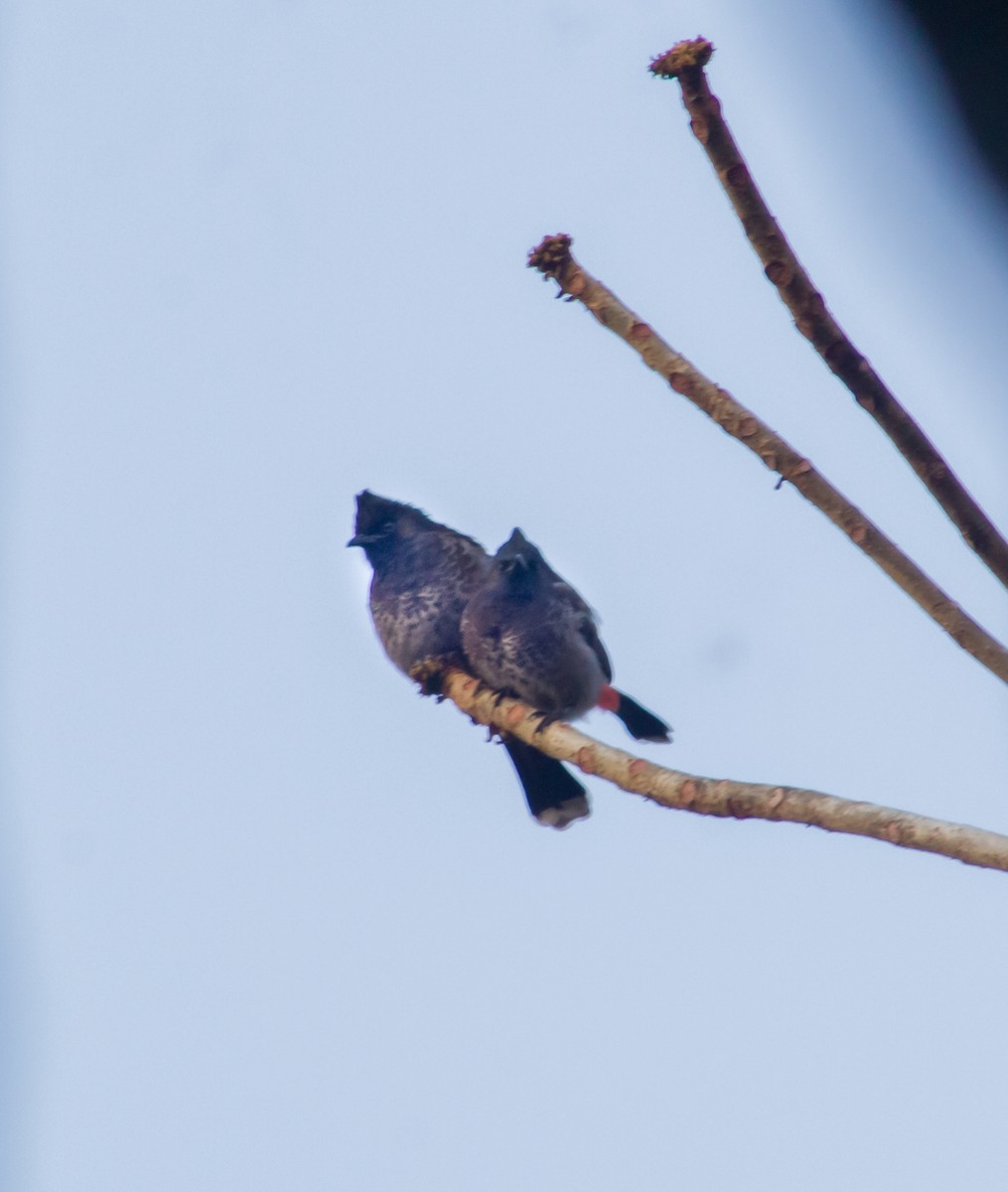Red-vented Bulbul - ML615421112