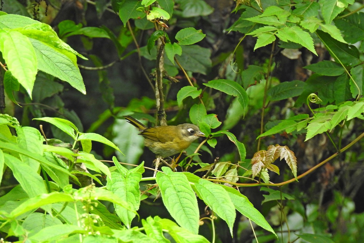 Common Chlorospingus - ML615421162