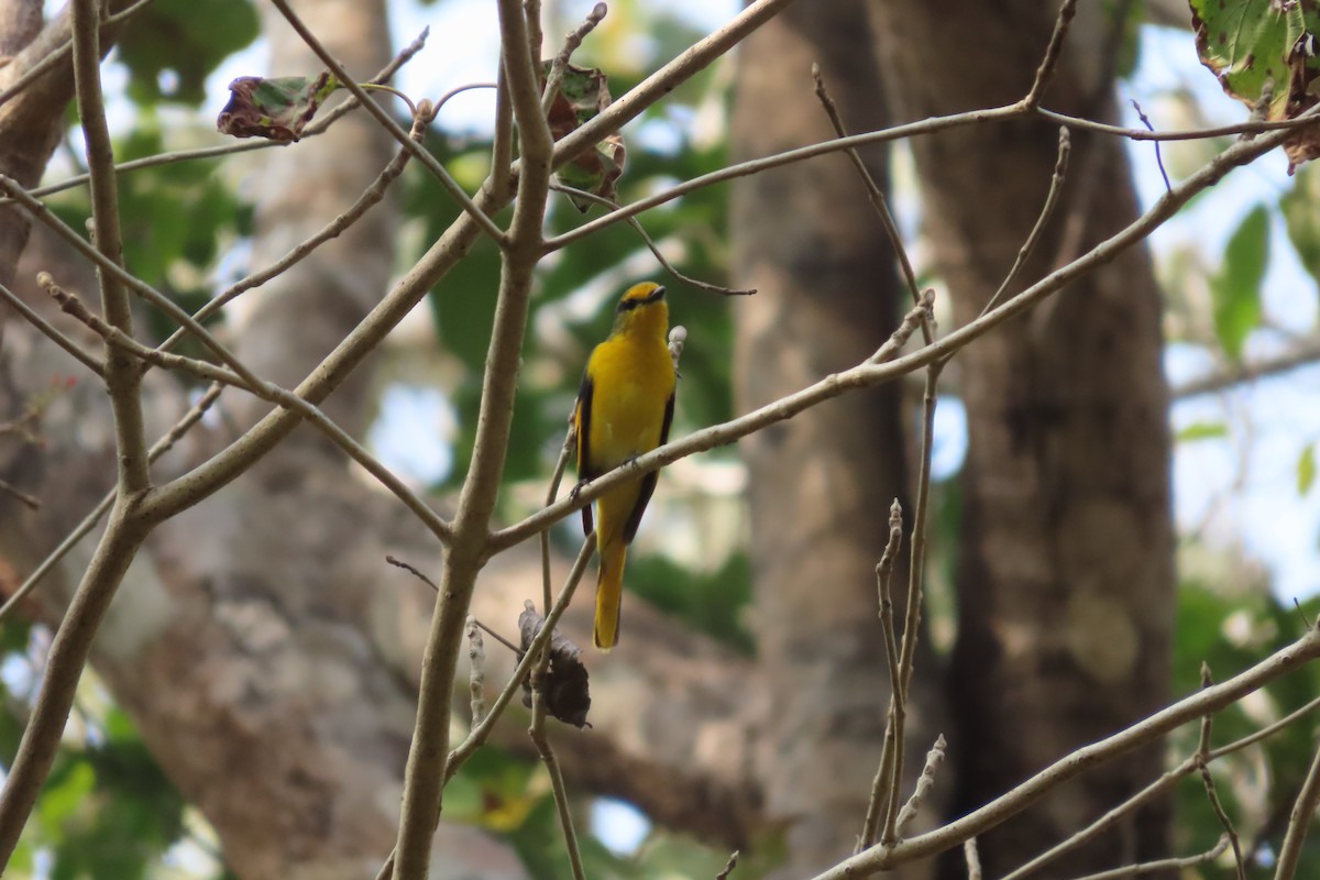 Minivet écarlate - ML615421176