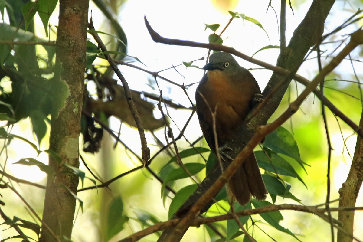 Ashy-headed Laughingthrush - ML615421186