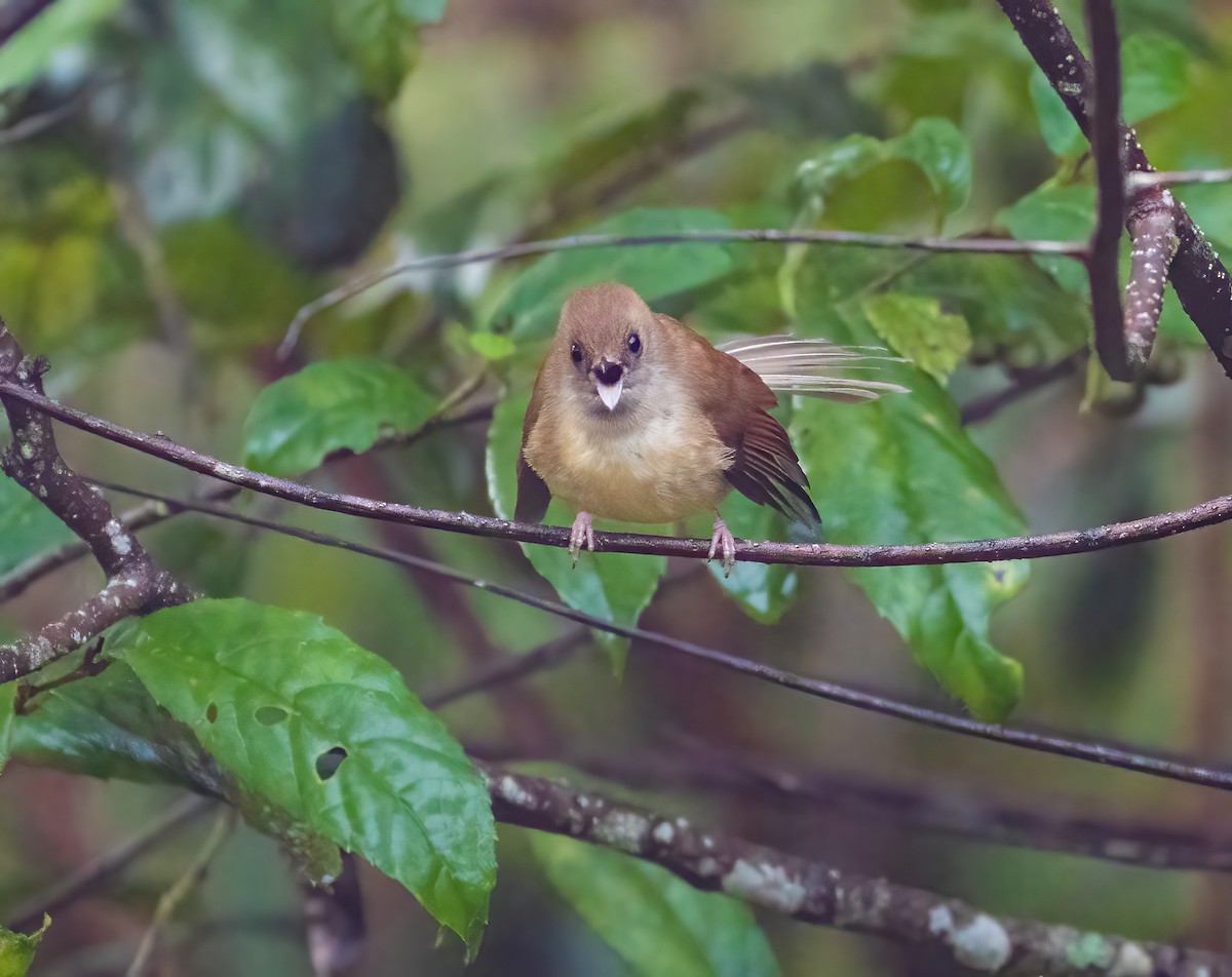 カワリオウギビタキ - ML615421284