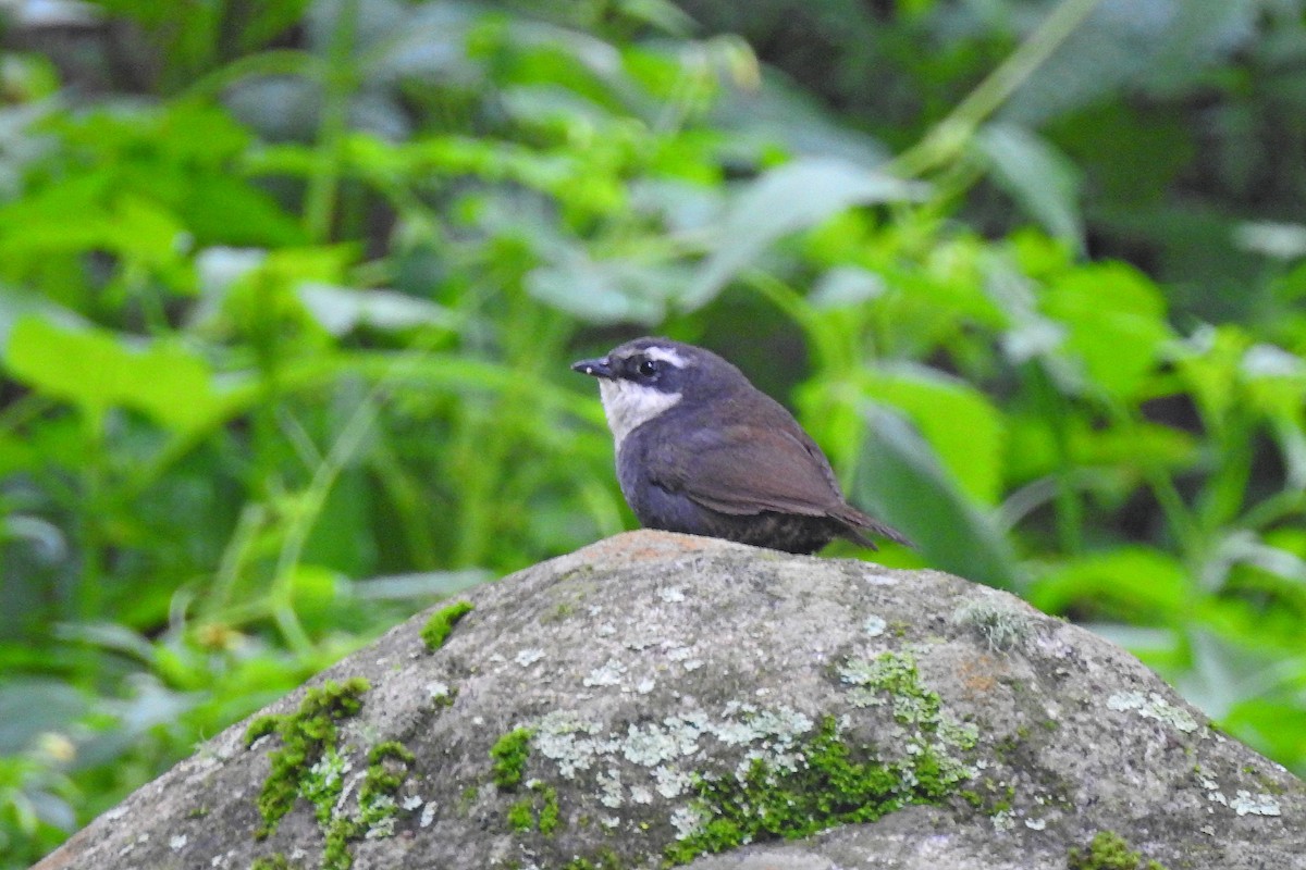 White-browed Tapaculo - ML615421286