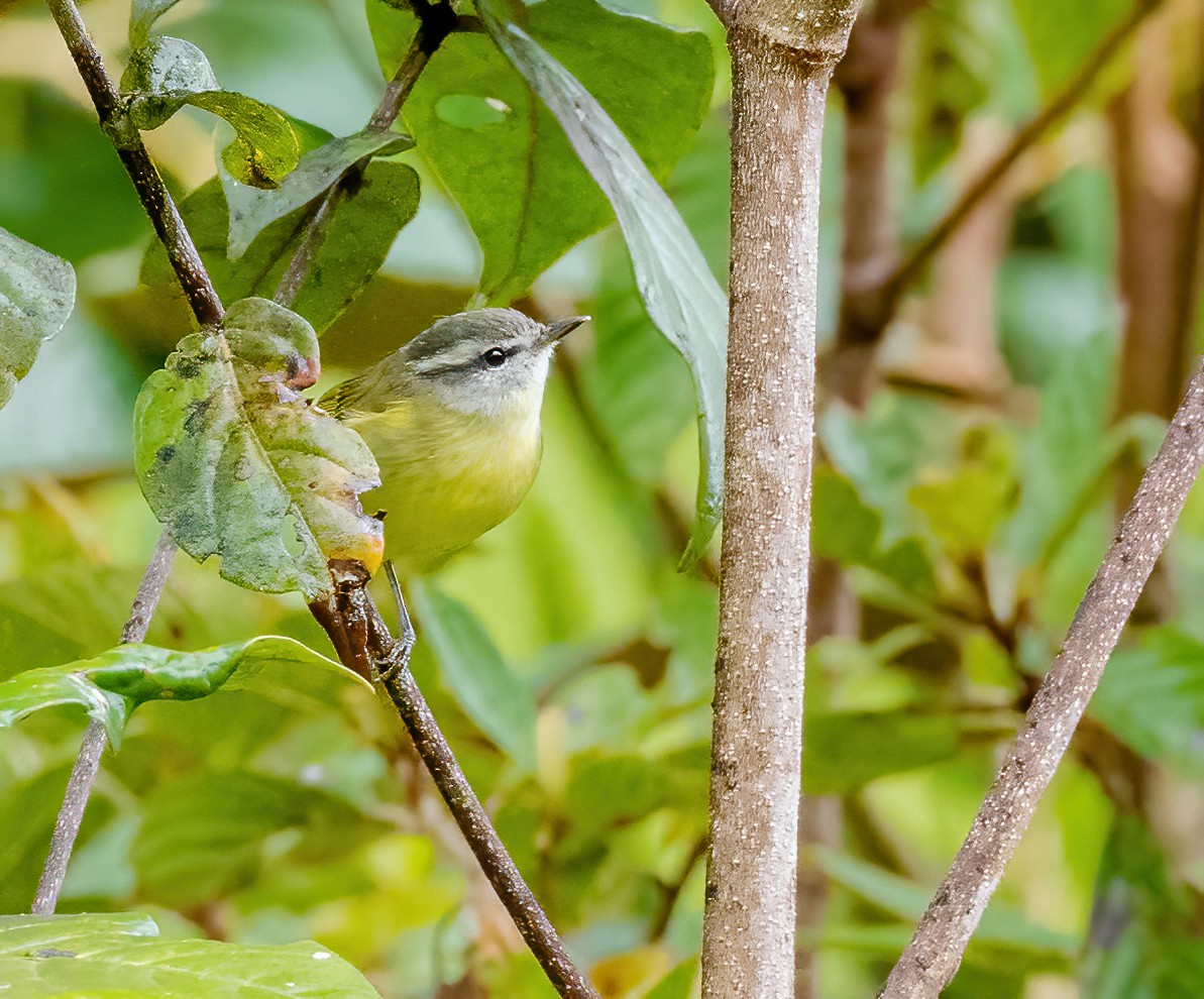 Island Leaf Warbler (New Guinea) - ML615421289