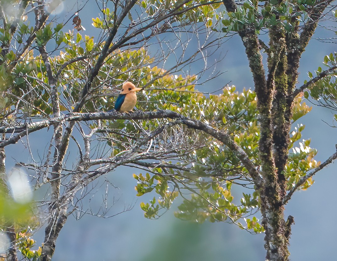 Mountain Kingfisher - Wilbur Goh