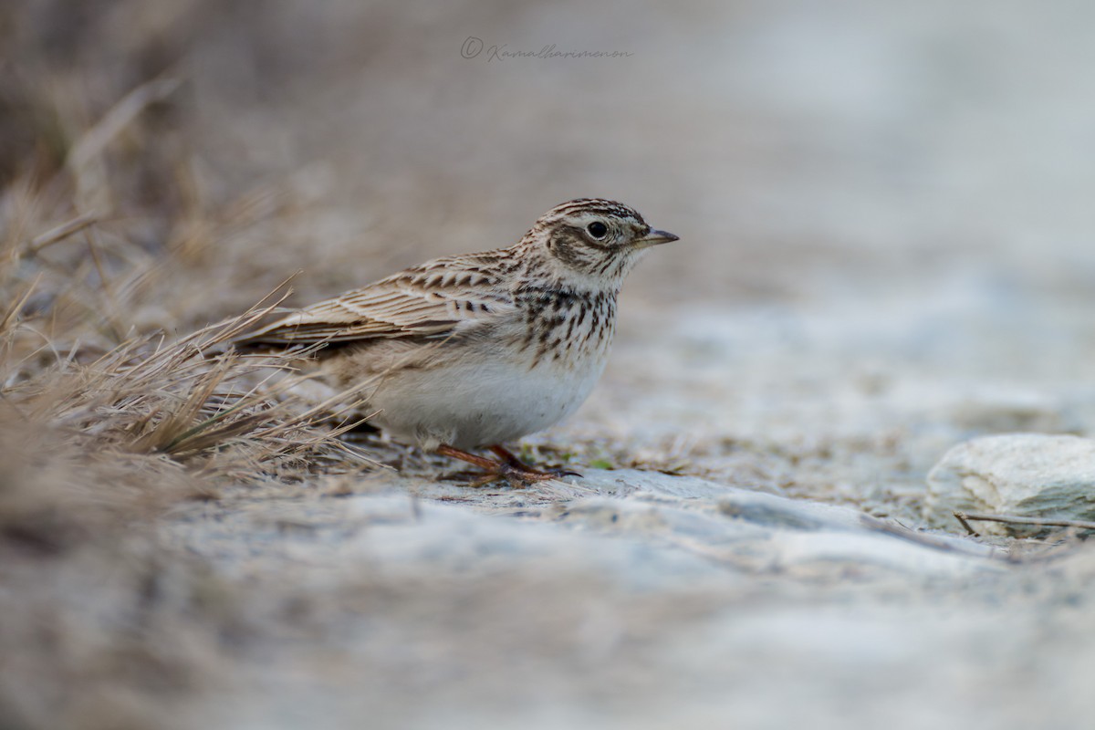 Eurasian Skylark (Asian) - ML615421317