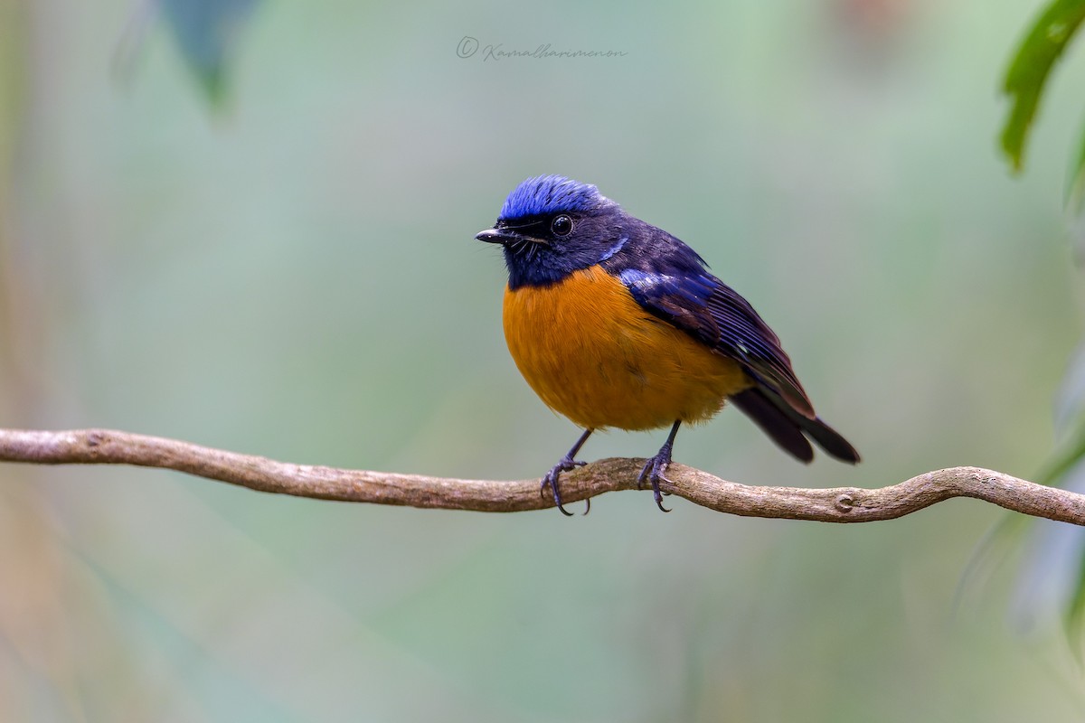 Rufous-bellied Niltava - Kamal Hari Menon