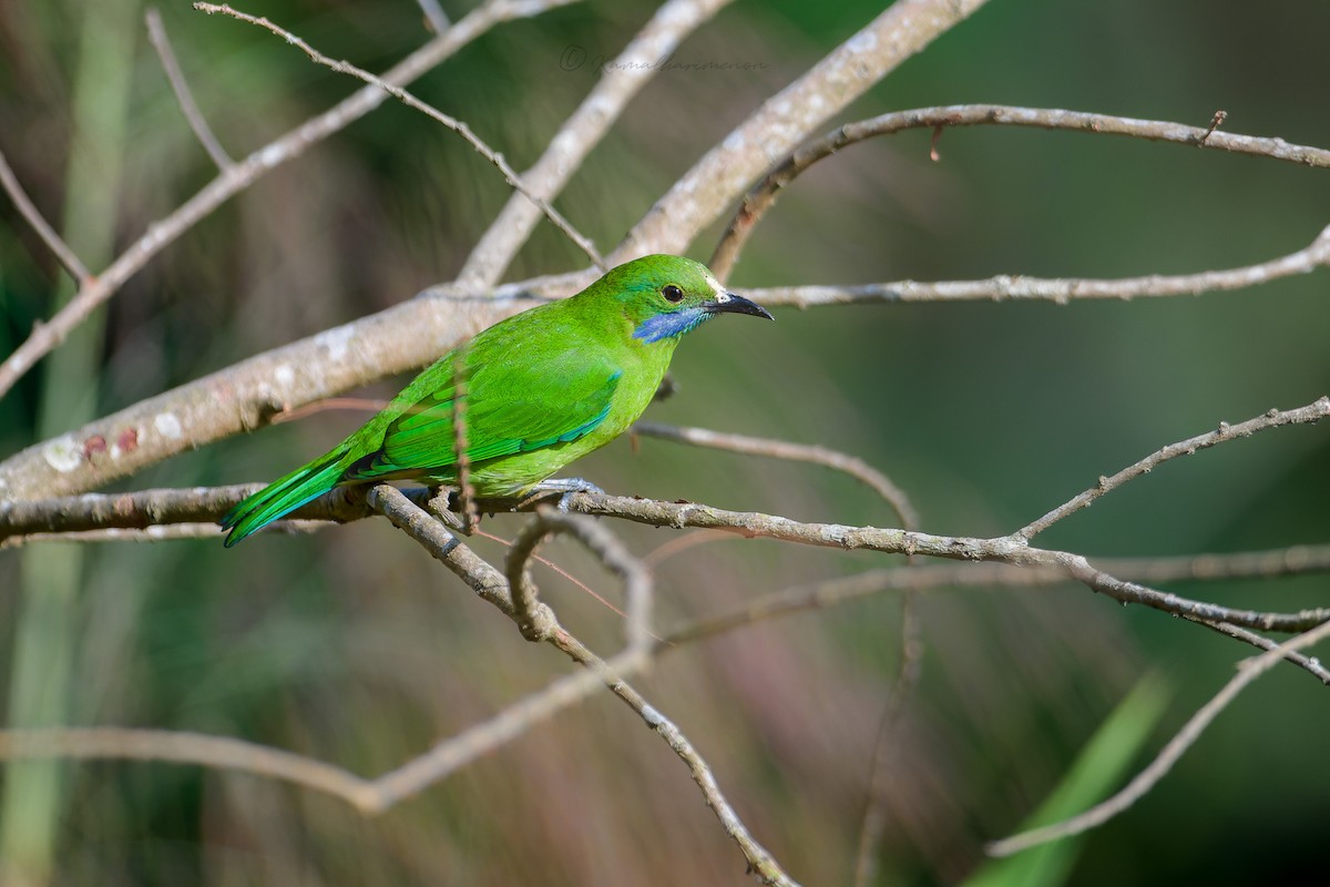 Golden-fronted Leafbird - Kamal Hari Menon
