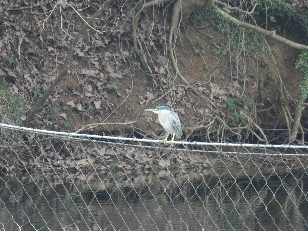 Striated Heron - ML615421363