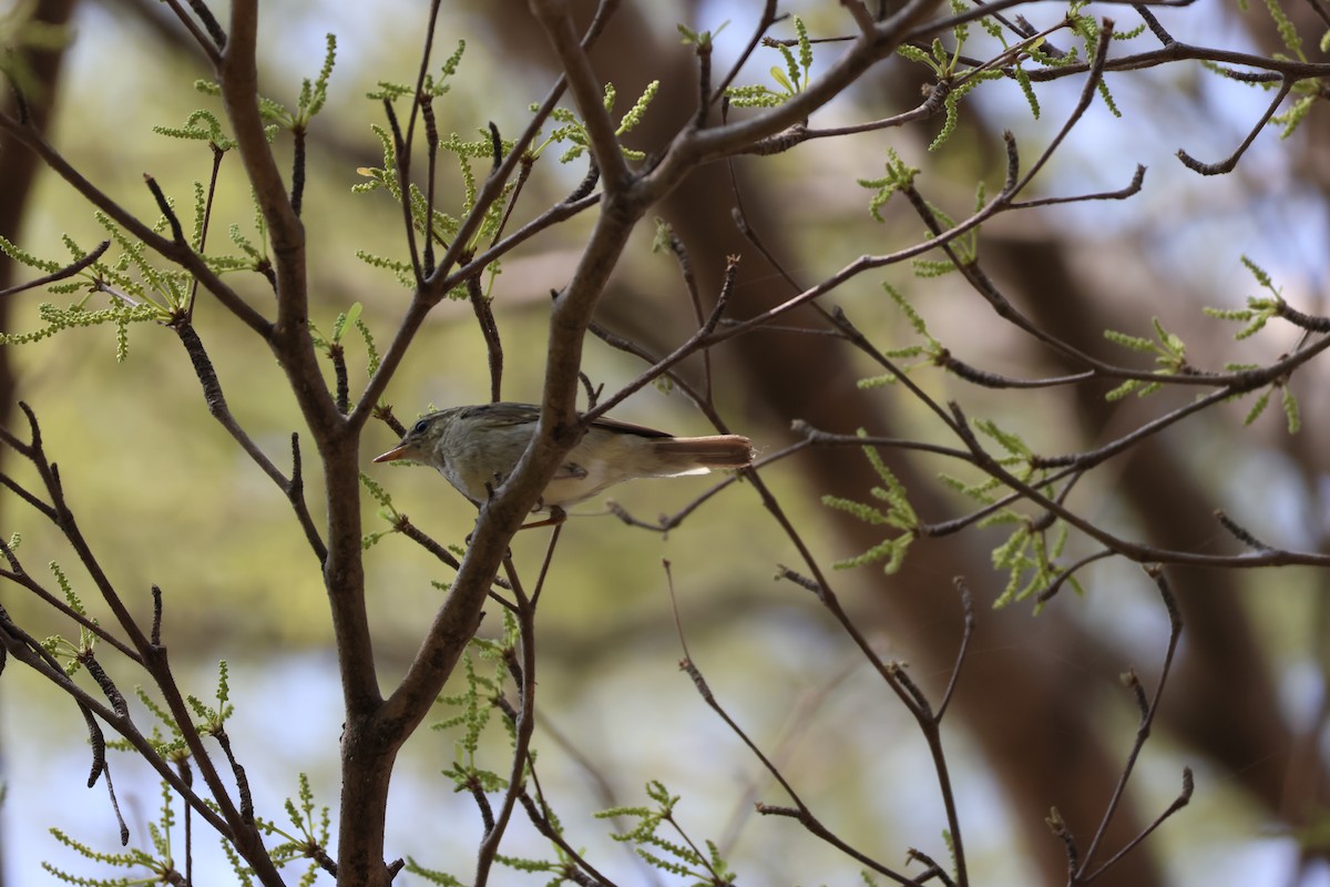 Japanese Leaf/Arctic/Kamchatka Leaf Warbler - ML615421377