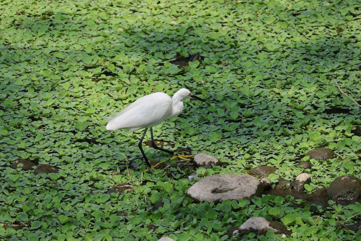 Little Egret - ML615421387