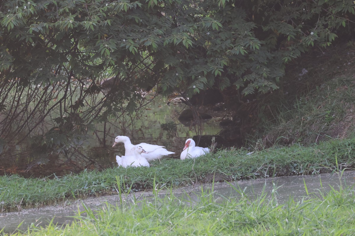 Muscovy Duck (Domestic type) - ML615421433