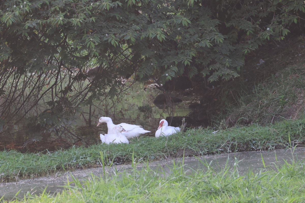 Muscovy Duck (Domestic type) - ML615421434