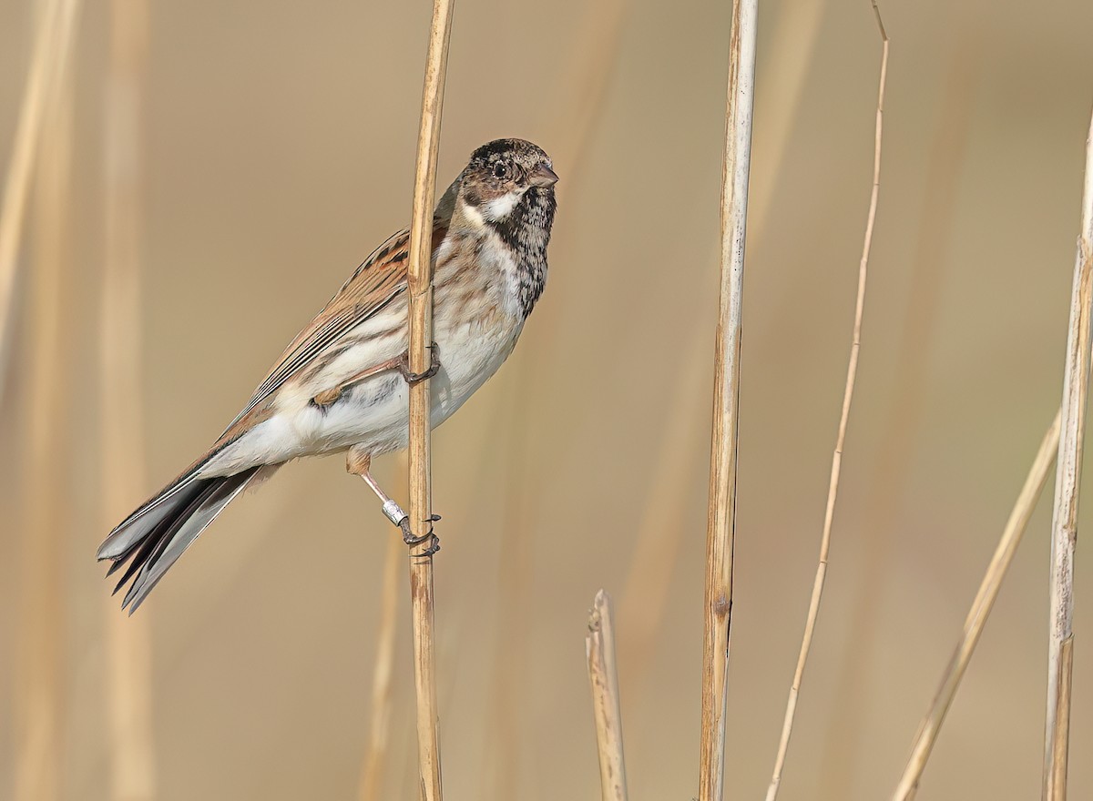 Reed Bunting - Albert Noorlander