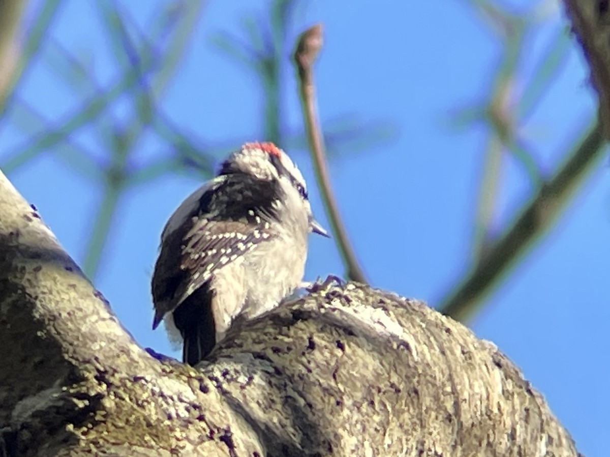 Downy Woodpecker - ML615421551