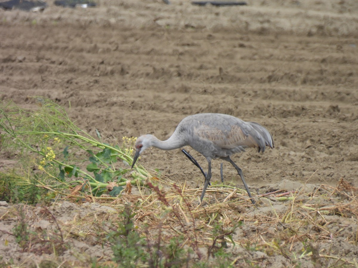 カナダヅル - ML615421572