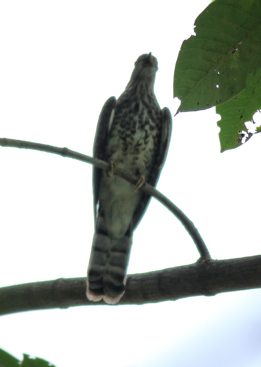 Common Hawk-Cuckoo - ML615421637