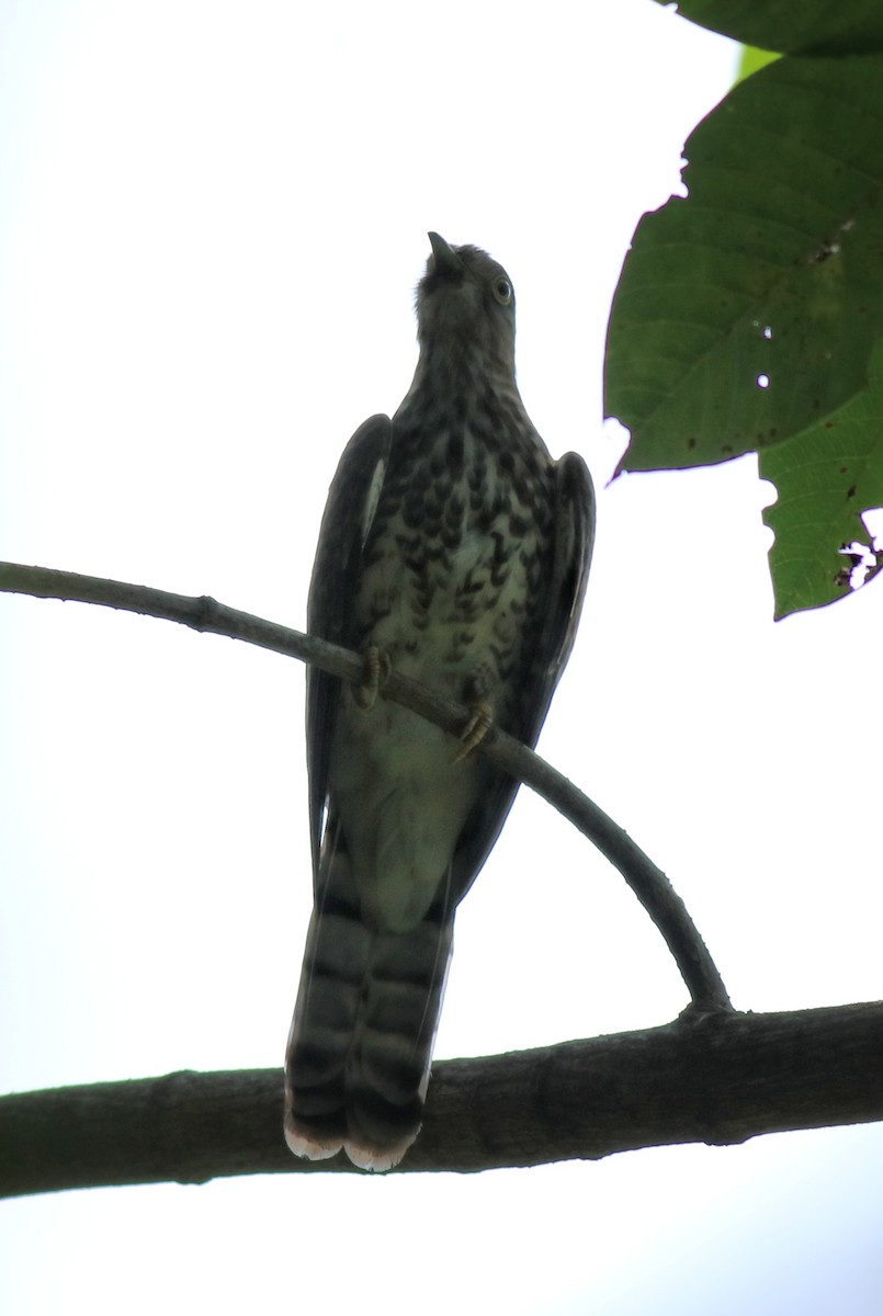 Common Hawk-Cuckoo - ML615421638