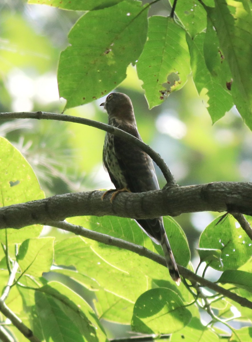 Common Hawk-Cuckoo - ML615421643