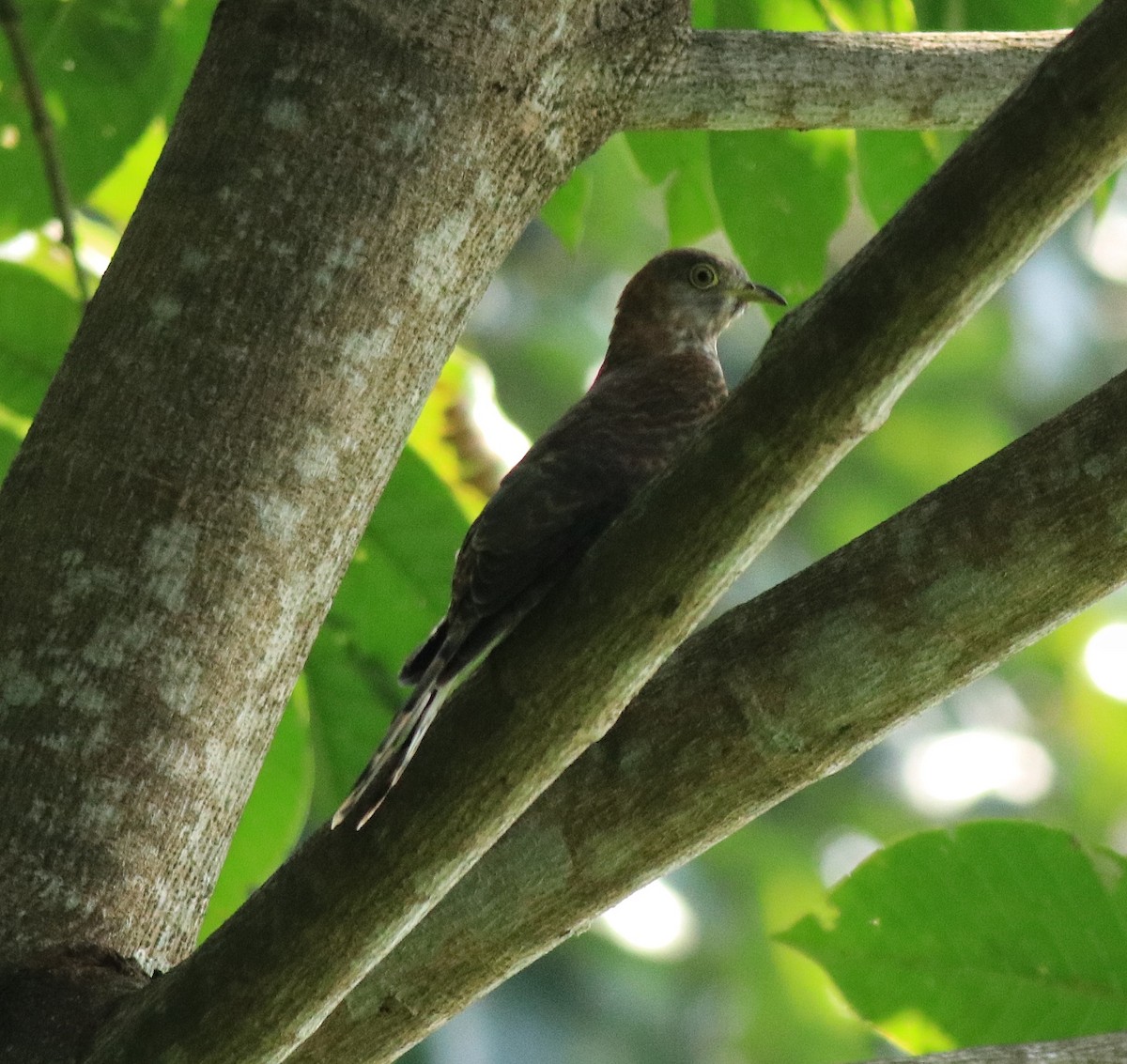 Common Hawk-Cuckoo - ML615421644