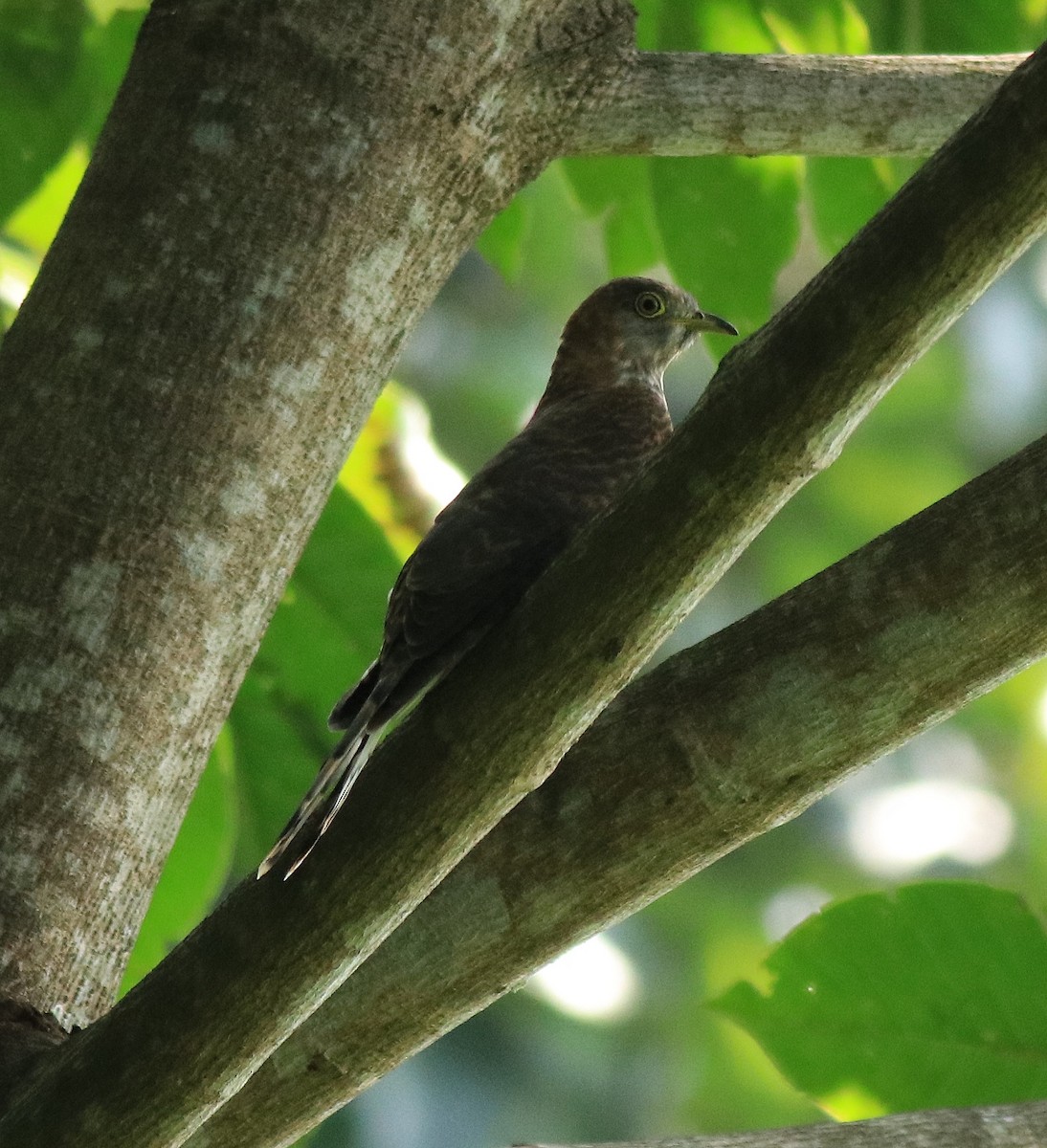 Common Hawk-Cuckoo - ML615421645