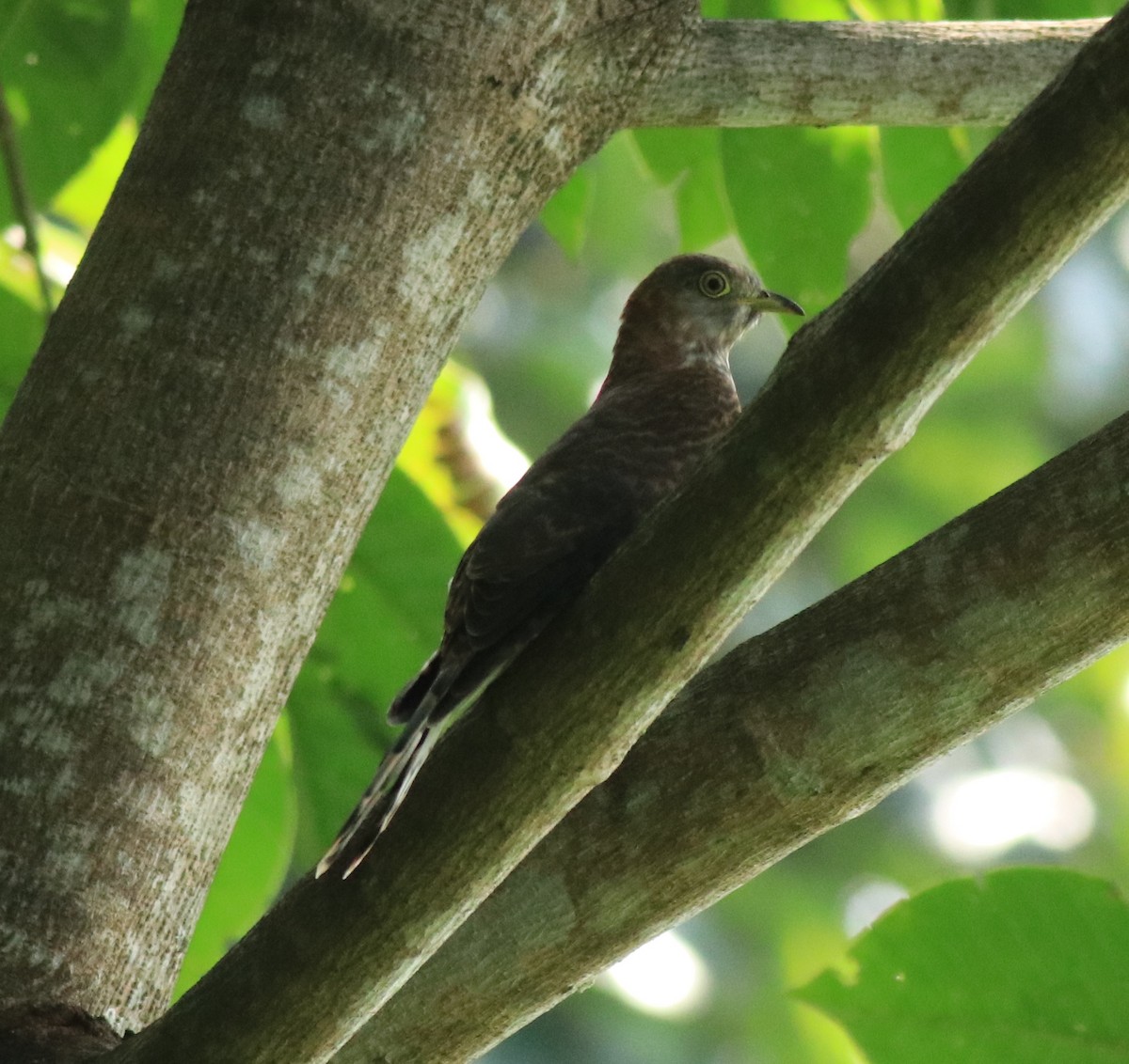 Common Hawk-Cuckoo - ML615421646