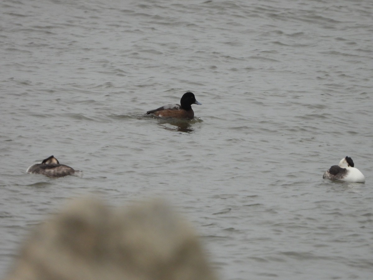 Greater Scaup - ML615421727