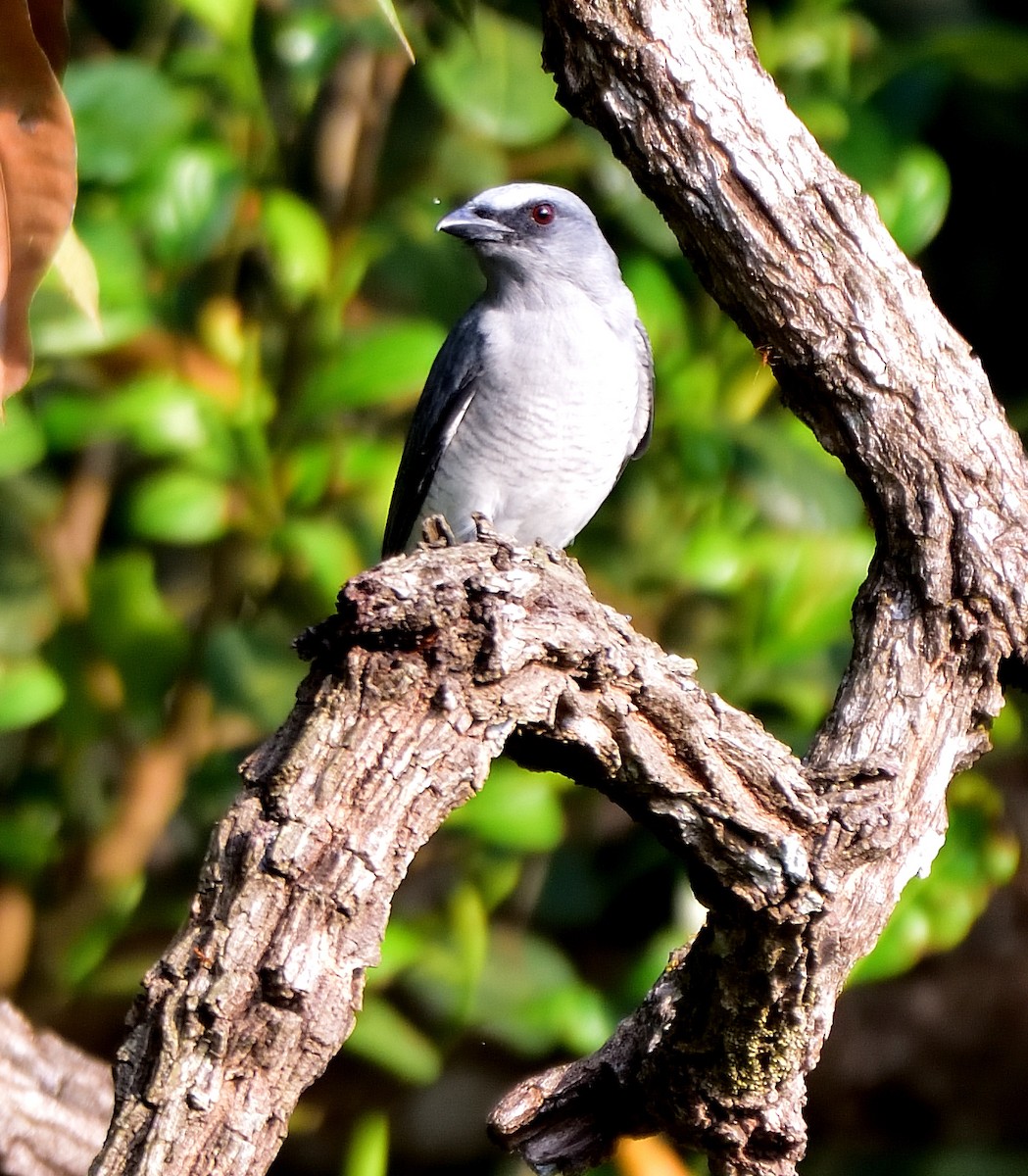 Large Cuckooshrike - ML615421744